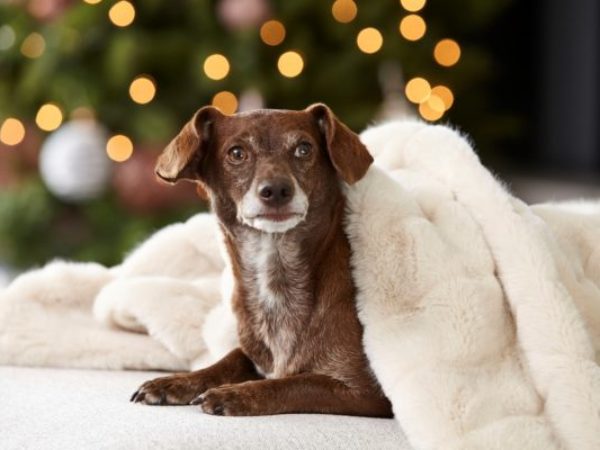 urban barn, blanket the country campaign