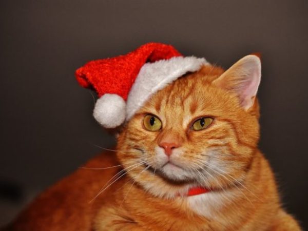Cat with Santa hat