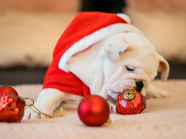 holiday pet safety tips, holiday season, pet safety