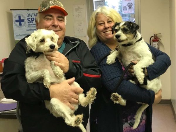 Duke and Daisy, bonded pair adopted.