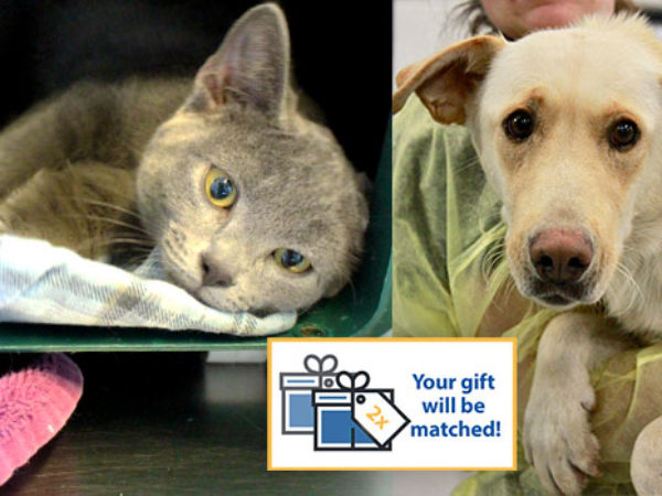 Giving Tuesday - gift match