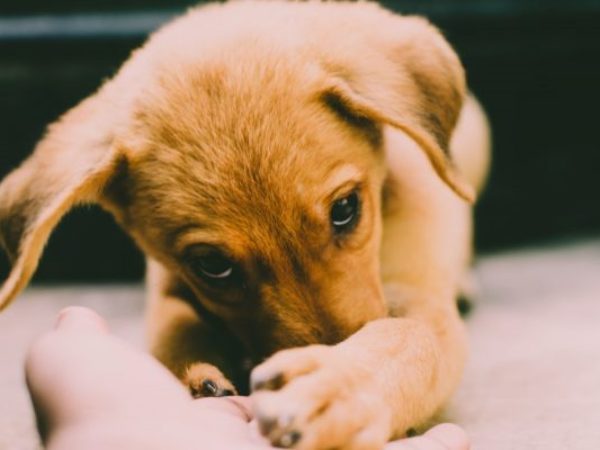 puppy training, puppy adoption