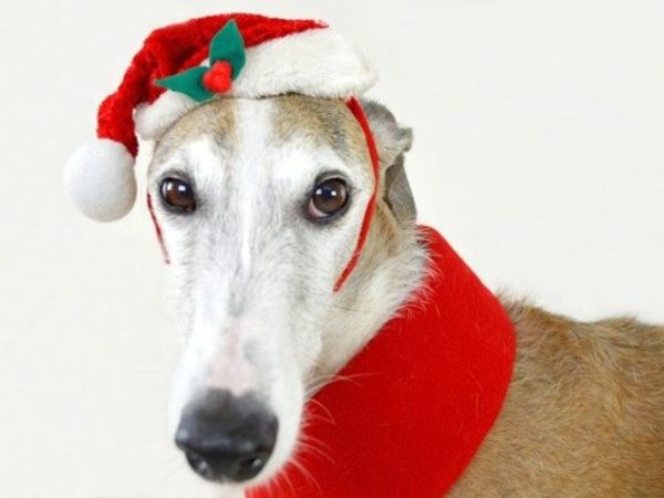Santa Greyhound