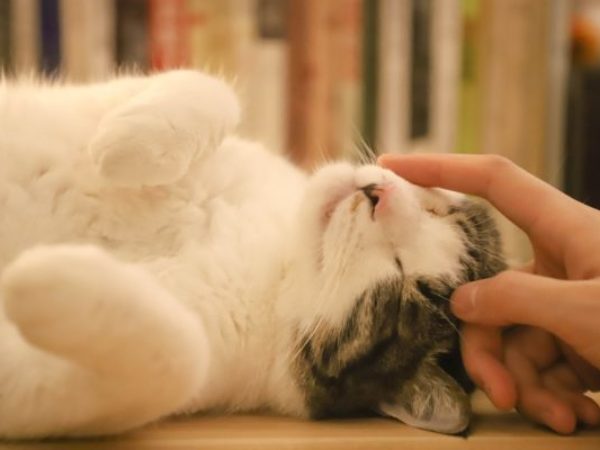 emergency pet care, emergency, cat being pet, person holding kitten