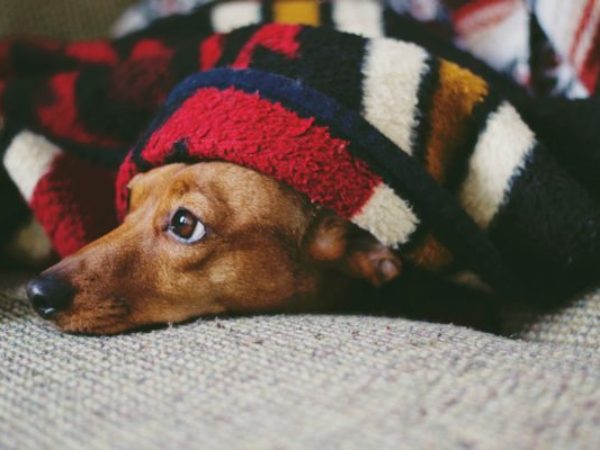 winter pet diet, cold weather, winter tips, pet diet, ontario spca, dog under blanket