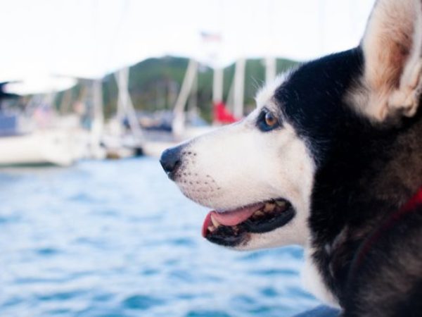 pet travel safety, husky, dog and boats