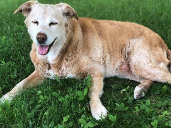 Nova Scotia Duck Toller, adoption update