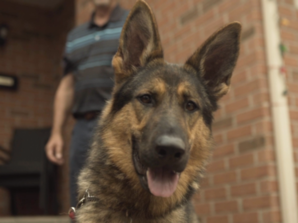 Nakita, service dog, Shepherd, Dan Gagne