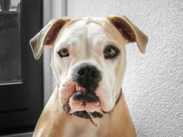 pet dental health month, veterinary dentistry, podcast, bulldog,