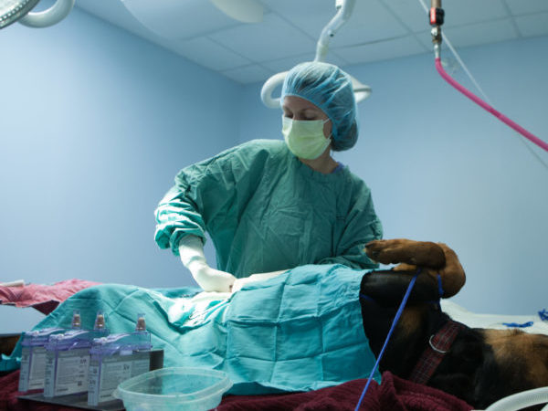 spay/neuter surgery, world spay day