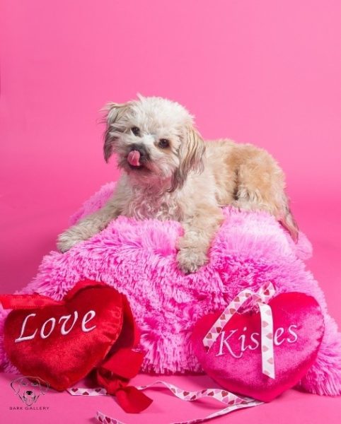 Valentine's Day photo shoot, cupcake day