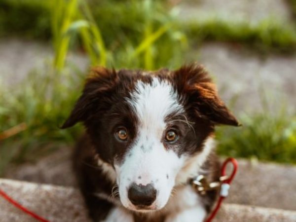 bathe and brush your dog, spring grooming, mixed colour dog