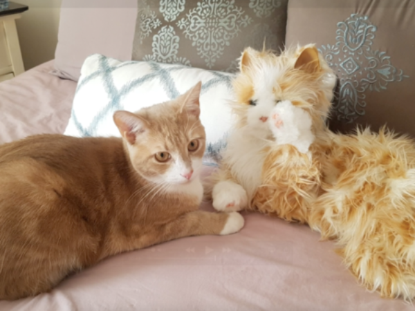 Remi with his robot cat twin