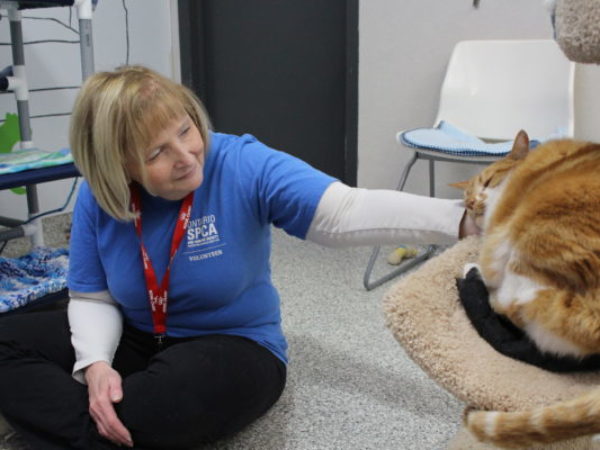 making an impact, national volunteer week, volunteers, volunteer, volunteer with cat