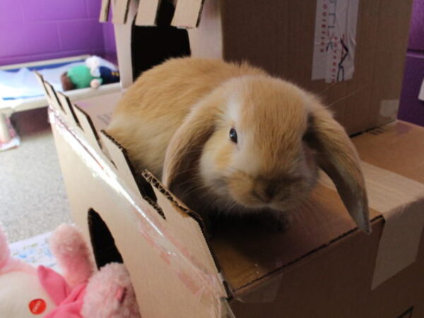 baby pet rabbit, rabbits, bunny. rabbit pet tips