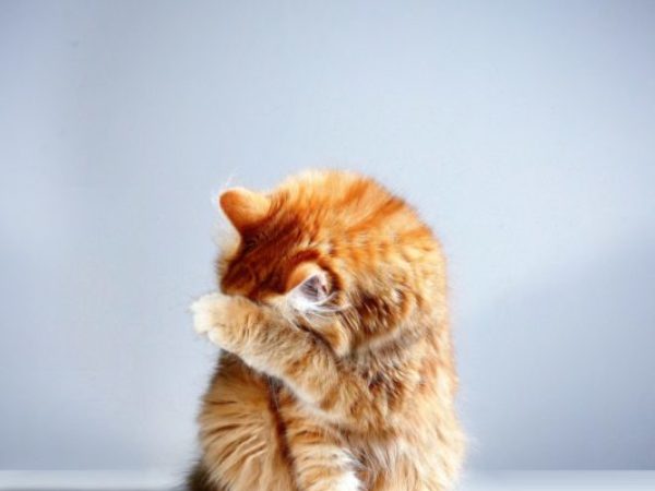 cat covering face, understanding cat body language