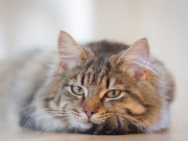 grey tabby generic banner