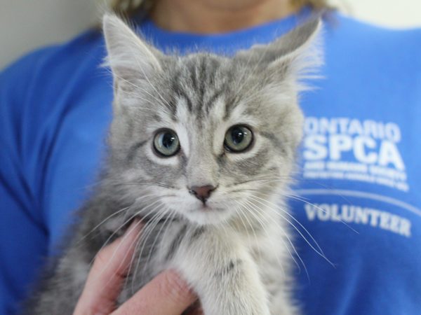 celebrate volunteers, national volunteer week, volunteers, ontario spca, national volunteer week, volunteer program