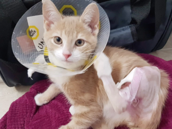 Remi, pet insurance, emergency planning