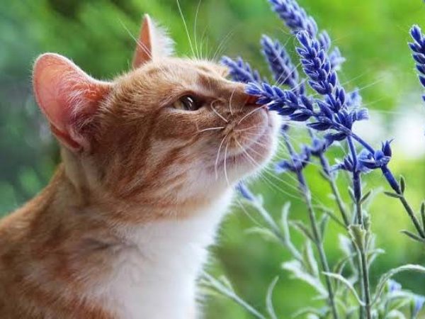 calming scents, shelter health pro,