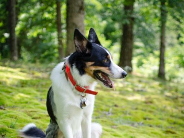 ticks, tick season, summer, dog on grass