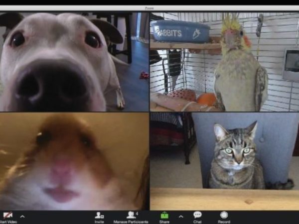 echoage, birthday parties