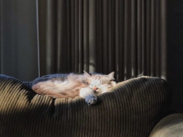 emergency planning, emergency preparedness week, cats on a couch