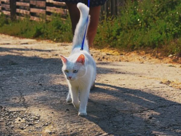 teach your cat to walk on a leash, cat training, cat on leash