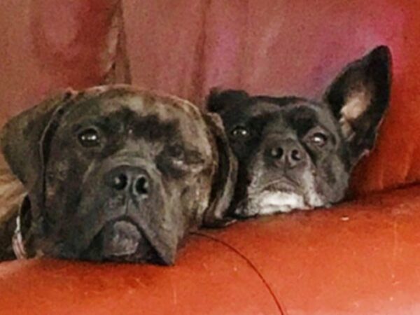 hercules, sweat for pets