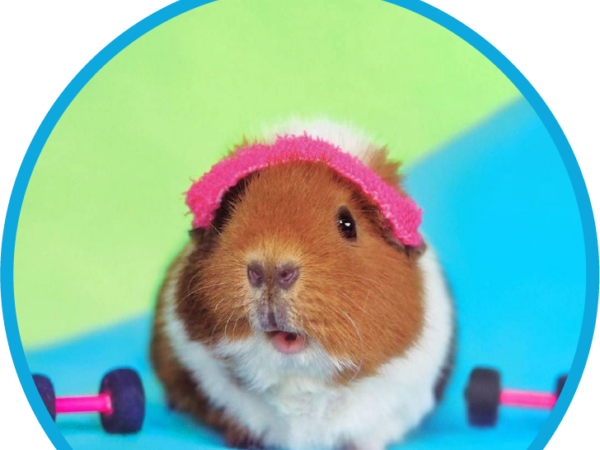 guinea craig, guinea pigs, sweat for pets