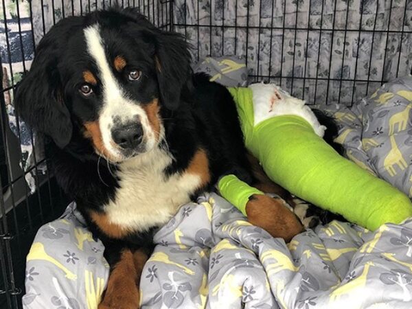 sweat for pets, week 10, donate