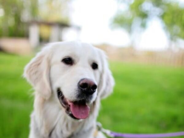 civic holiday, pet safety tips