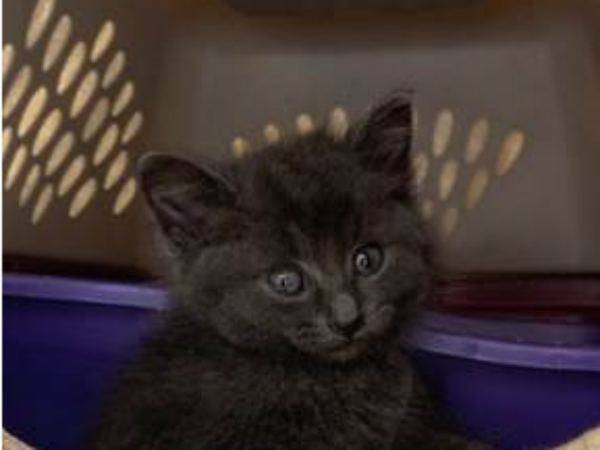 kitten, sweat for pets, challenges