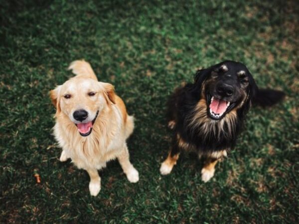 dog-to-dog introductions, adoption tips