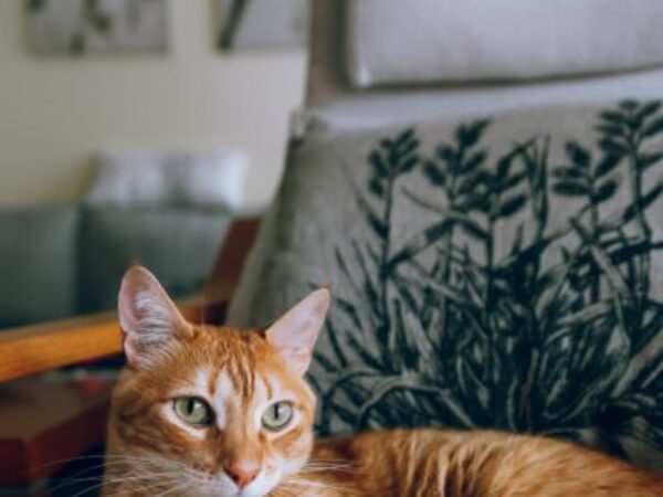 emergency care for pets, emergency care tips, orange tabby cat