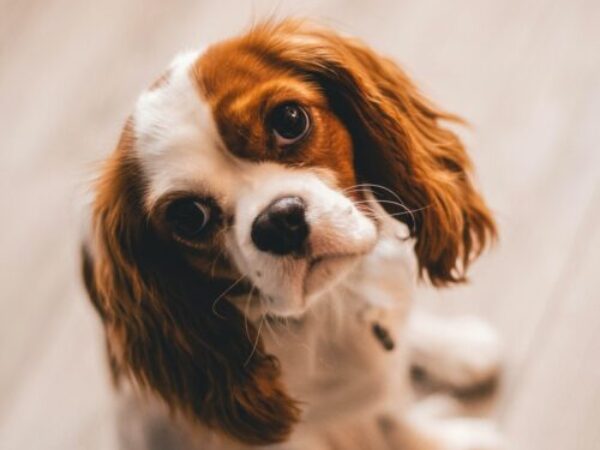 royal canin, pet poisonings