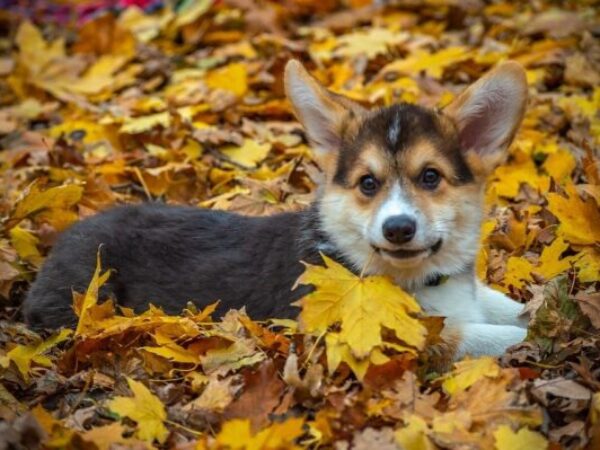 fall season, fall safety, dog in fall leav