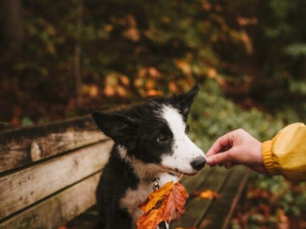 pumpkin, fall diet, fall safety tips, thanksgiving, thanksgiving safety