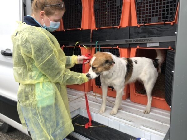 transferred south, transported south, united by animals