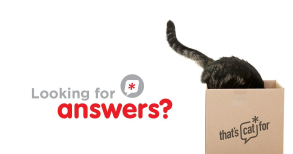 stay curious, cat pet care, cat behaviour