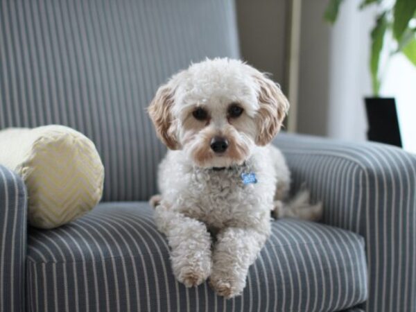 trim nails fear free