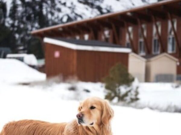 pexels, pet weight gain, winter safety