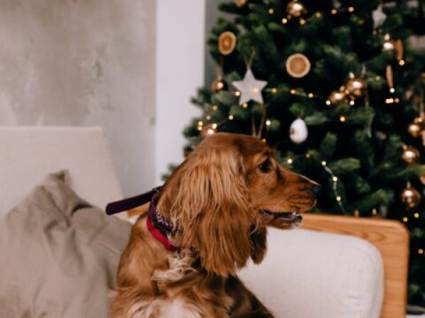 christmas eve, christmas activities