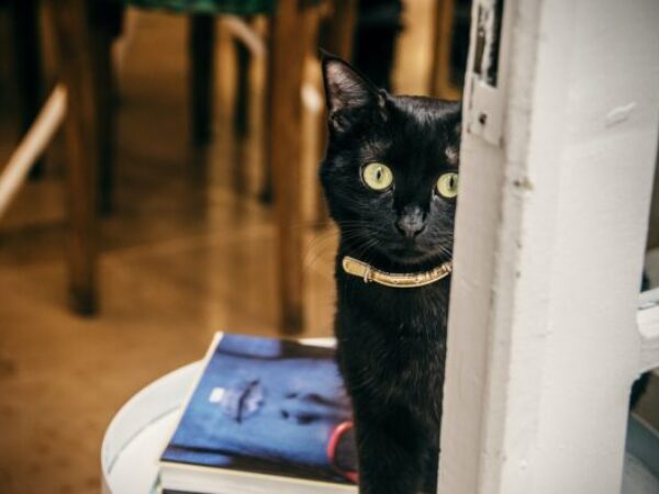 collar, cat training, train a cat to wear a collar