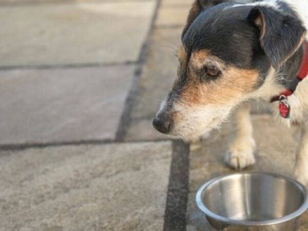 food delivery, urgent animal care fund