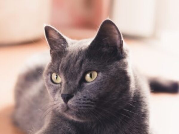 cat, new year tips, 2021, cats