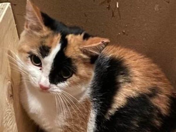 Merida, working cats, working cat