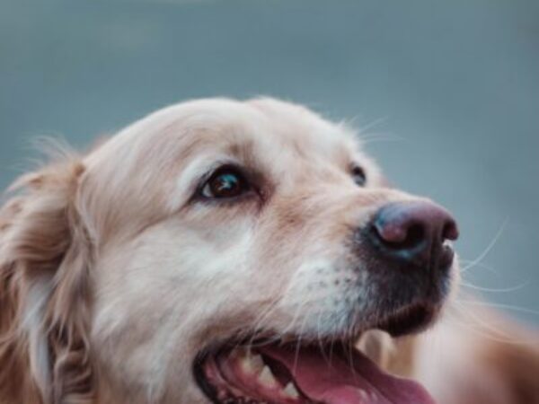 heartworm in dogs, heartworm, dog care