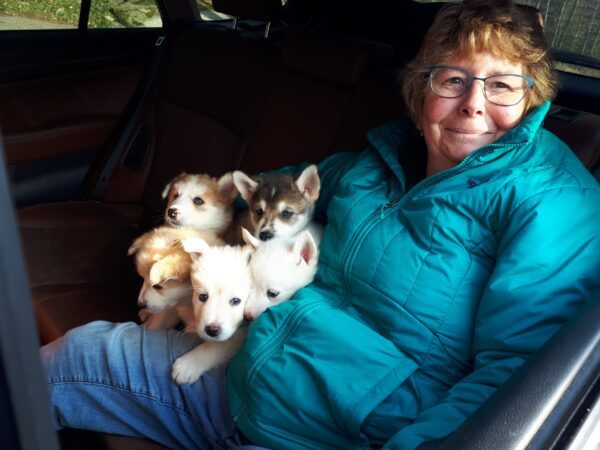 national volunteer week, volunteers, ontario spca, national volunteer week, volunteer program