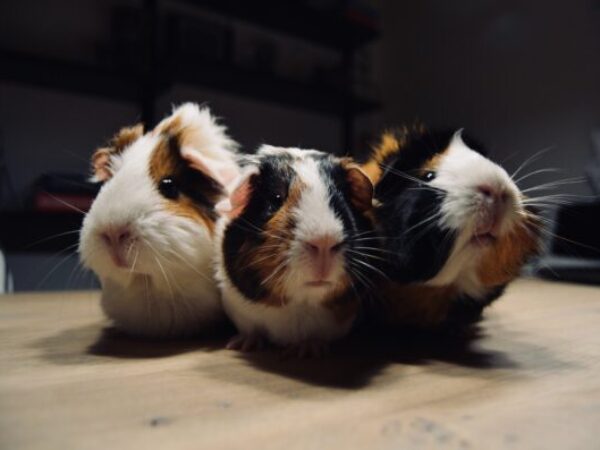 guinea pigs